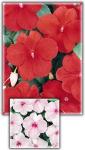 Super Elfin Impatiens